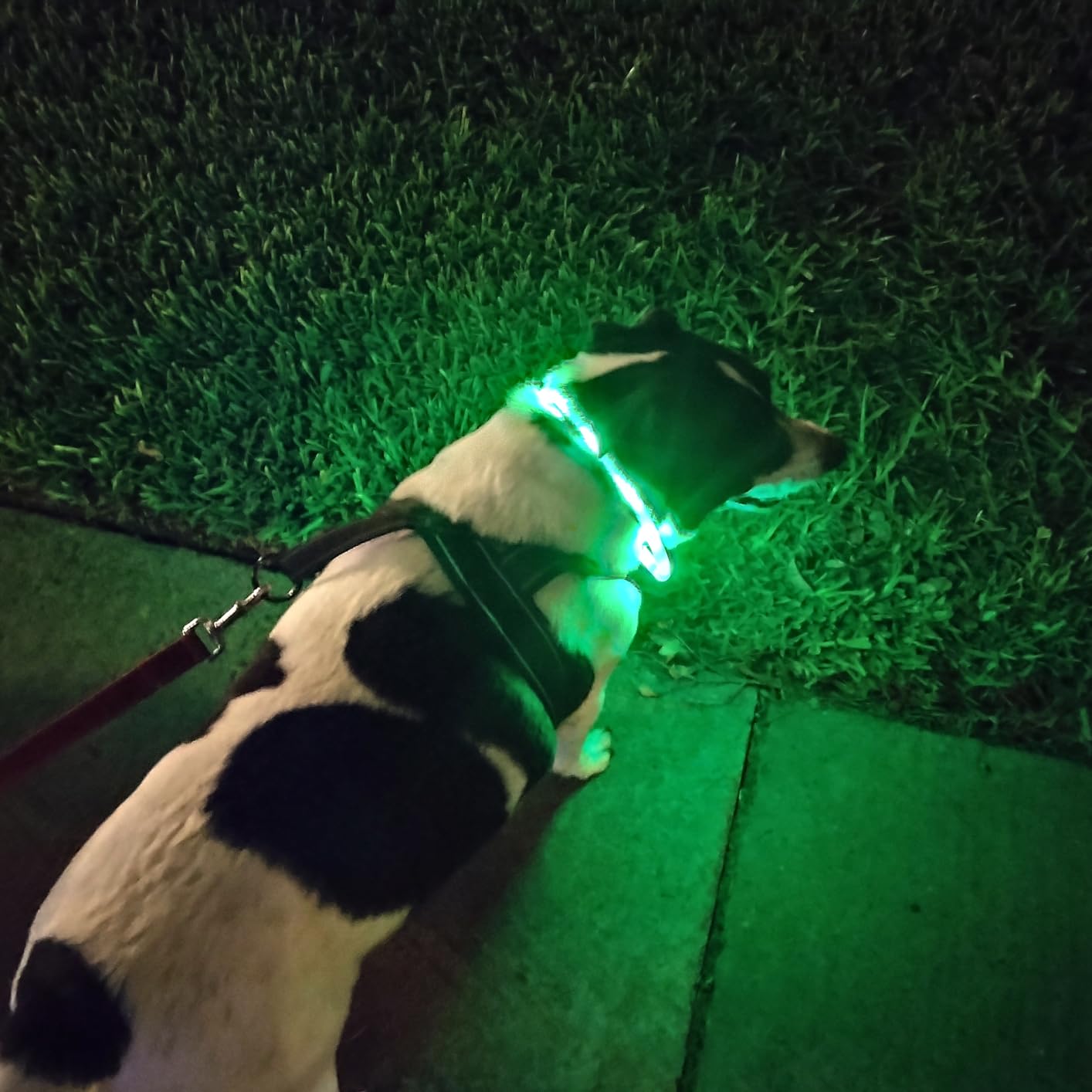 طوق كلب LED من السيليكون، متوه - مراجعة Tech Dog Accessories وسعره