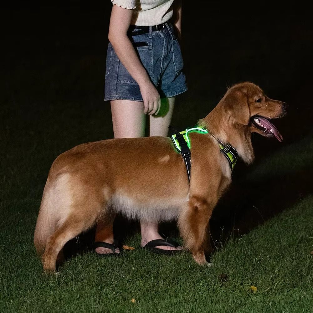 حزام كلب مضيء متين قابل للتعدي - مراجعة Tech Dog Accessories وسعره
